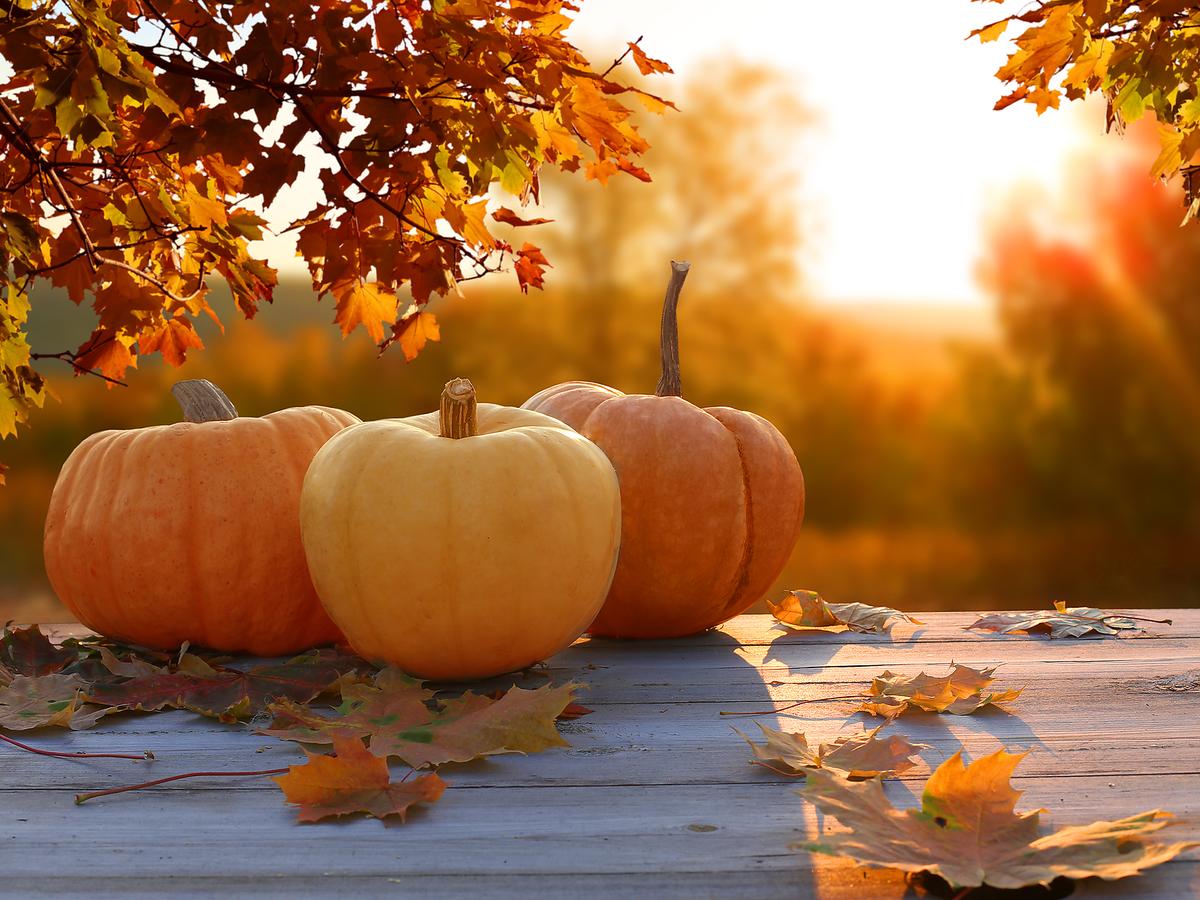 Fall or Halloween Mystery Box - Sweatshirt